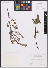 Foto von Salix aurita L.